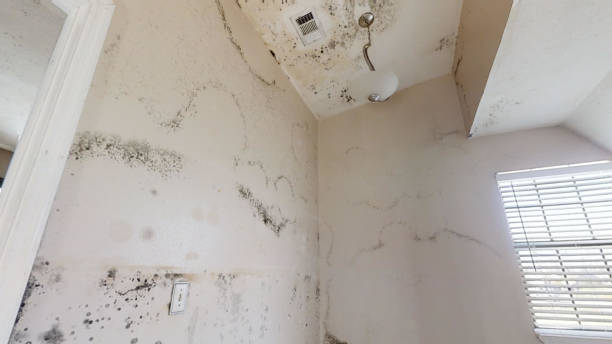 Best Industrial Mold Remediation  in San Manuel, AZ