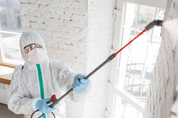 Best Mold Prevention Services  in San Manuel, AZ