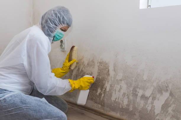 Best Biohazard Mold Removal  in San Manuel, AZ