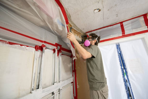 Mold Odor Removal Services in San Manuel, AZ