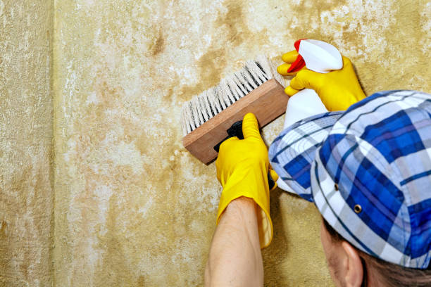 Best Crawl Space Mold Remediation  in San Manuel, AZ