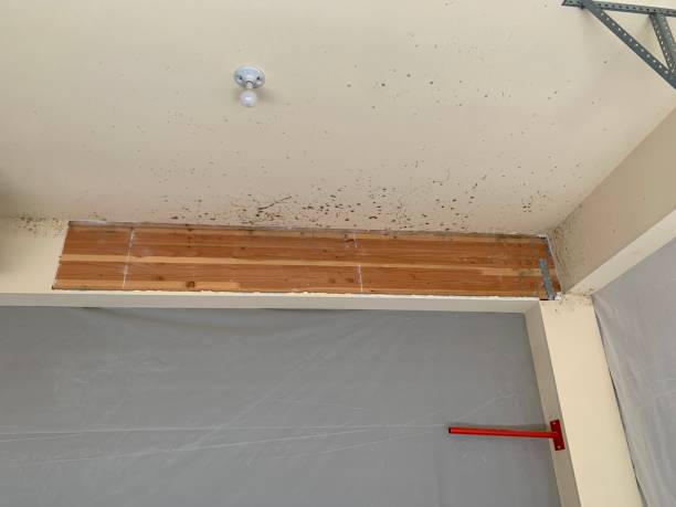 Best Asbestos and Lead Testing During Mold Inspection  in San Manuel, AZ