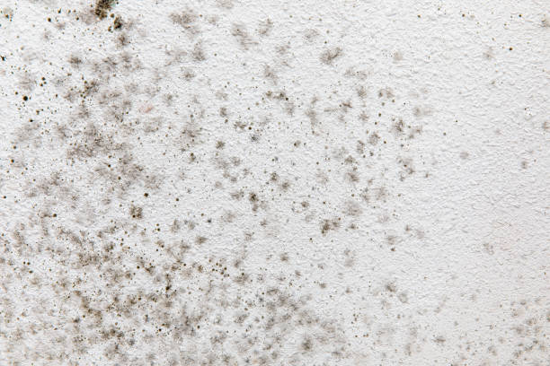 Best Water Damage & Mold Remediation  in San Manuel, AZ