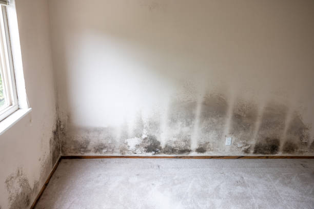 Best Black Mold Removal  in San Manuel, AZ