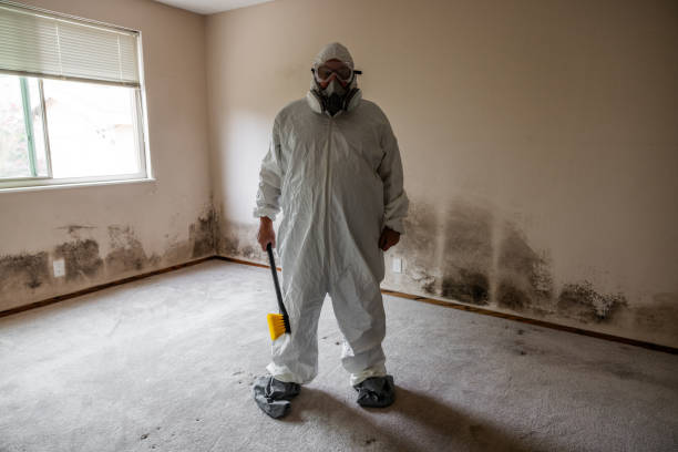 Best Basement Mold Removal  in San Manuel, AZ