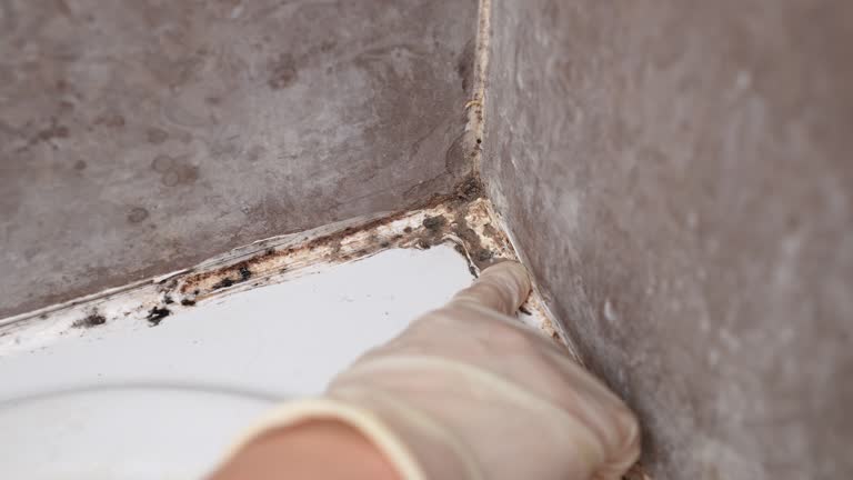 Reliable San Manuel, AZ Mold Removal Solutions