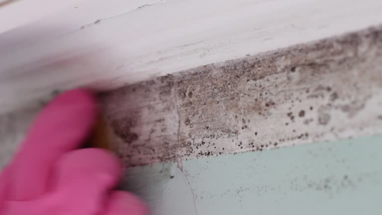 Best Mold Odor Removal Services  in San Manuel, AZ
